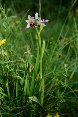 il ritorno: Ophrys apifera var. botteronii